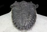 Hollardops Trilobite - Excellent Preparation #71190-5